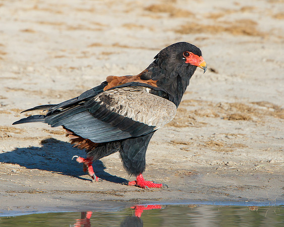 Bateleur