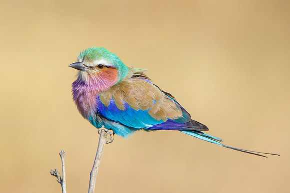 Lilac-breasted Roller