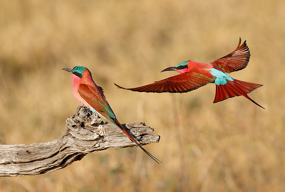 Southern Carmine Bee-eaters