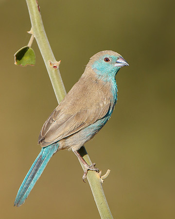 Blue Waxbill