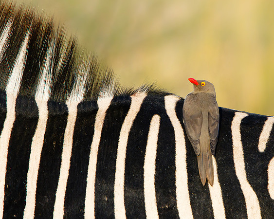 Red-billed Oxpecker, on Zebra