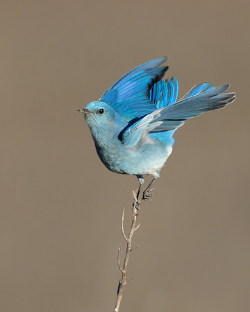 Mountain Bluebird