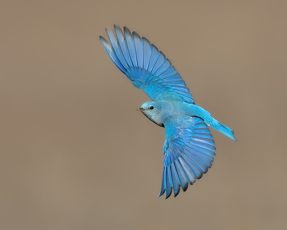 Mountain Bluebird