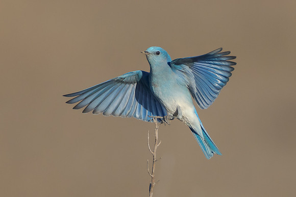 Mountain Bluebird