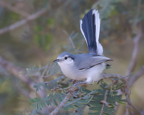Masked Gnatcatcher
