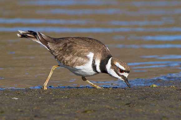 Killdeer, feeding