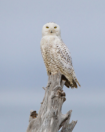 Snowy Owl