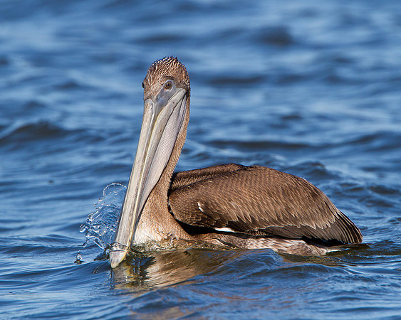 Brown Pelican, juvenile
