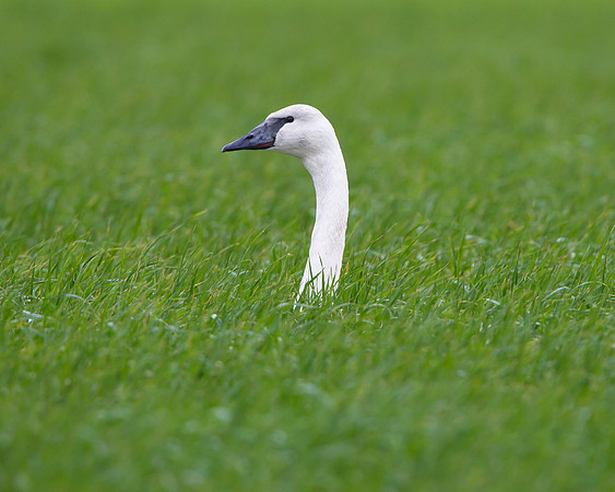 Trumpeter Swan