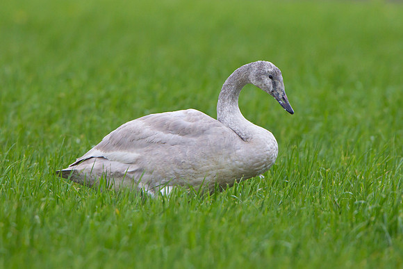 Trumpeter Swan, juvenile