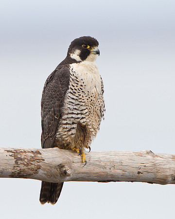 Peregrine Falcon