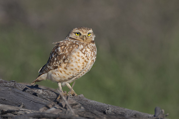 Burrowing Owl