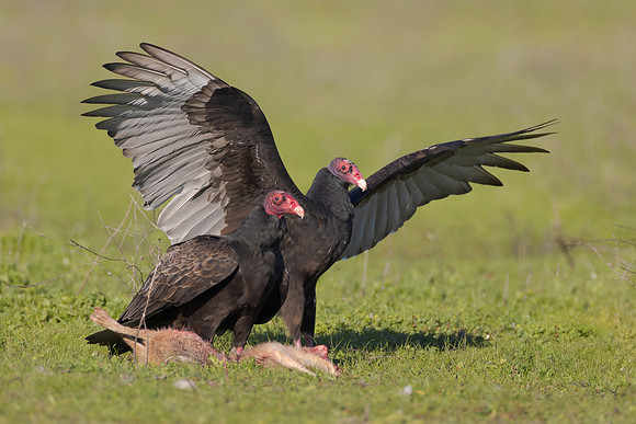 Turkey Vultures