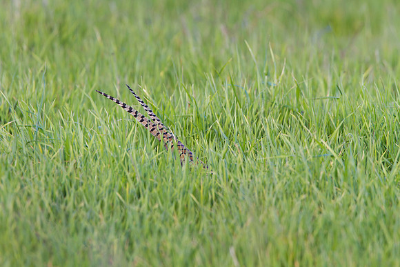 Ring-necked Pheasant, hiding in grass, tail feather exposed