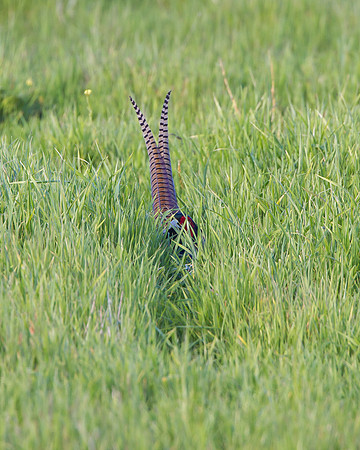 Ring-necked Pheasant, hiding in grass, tail feather exposed