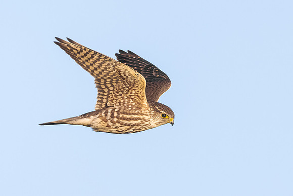 Merlin