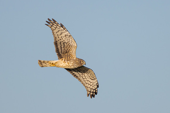 Northern Harrier