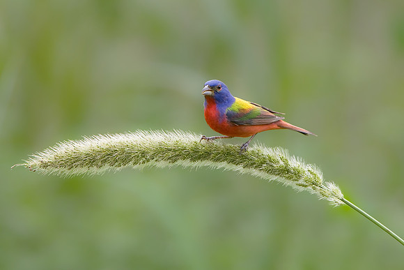 Painted Bunting