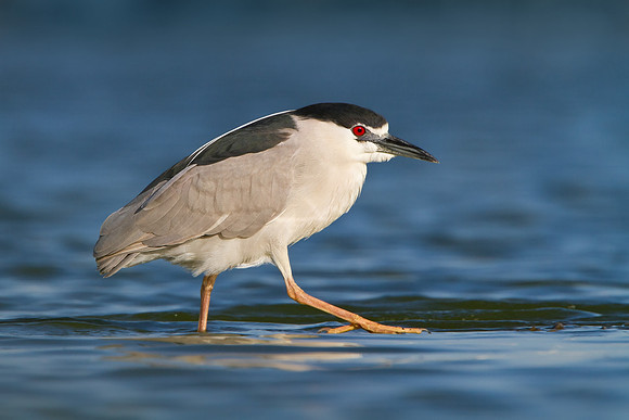 Black-crowned Night Heron