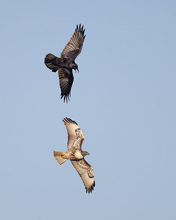Raven chasing Red-tailed Hawk