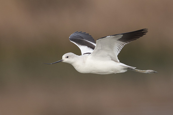 American Avocet