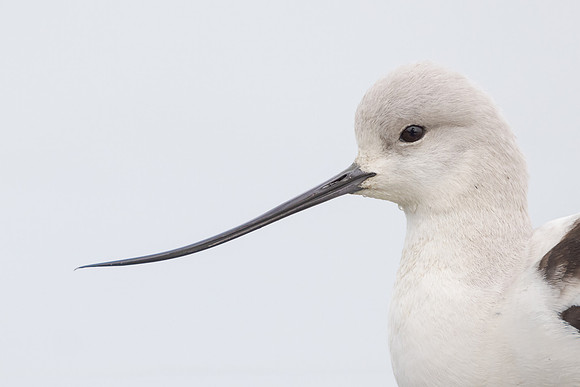 American Avocet