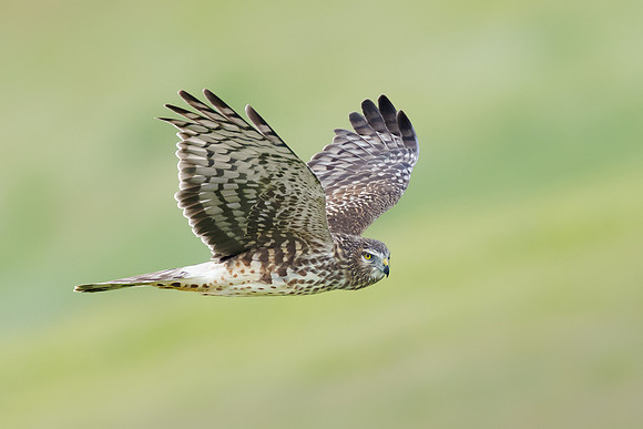 Northern Harrier