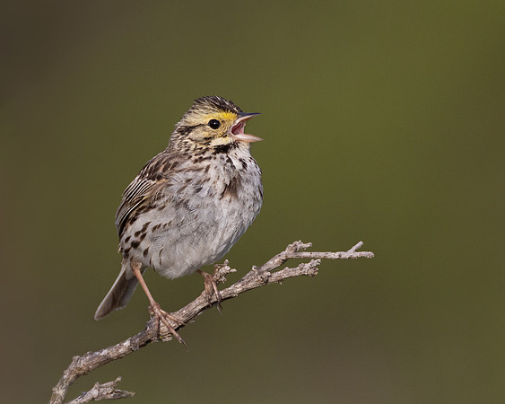 Savannah Sparrow