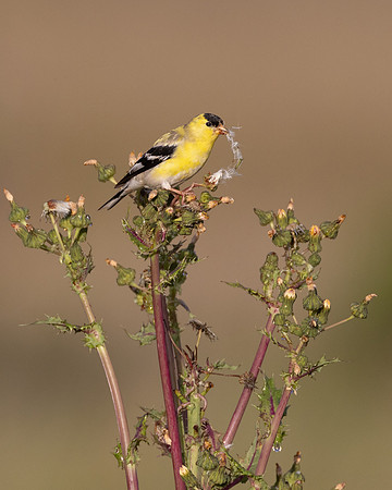 American Goldfinch, feeding