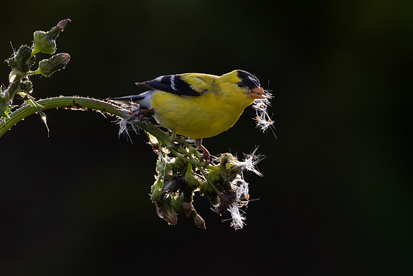 American Goldfinch, feeding