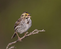 Savannah Sparrow