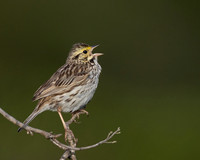 Savannah Sparrow