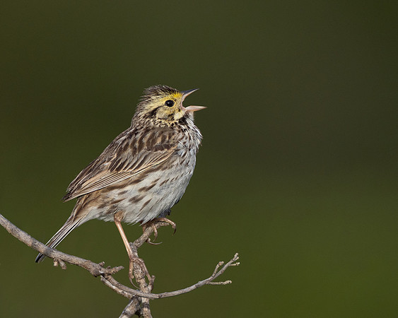 Savannah Sparrow