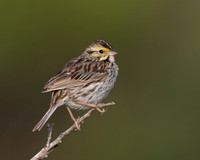 Savannah Sparrow