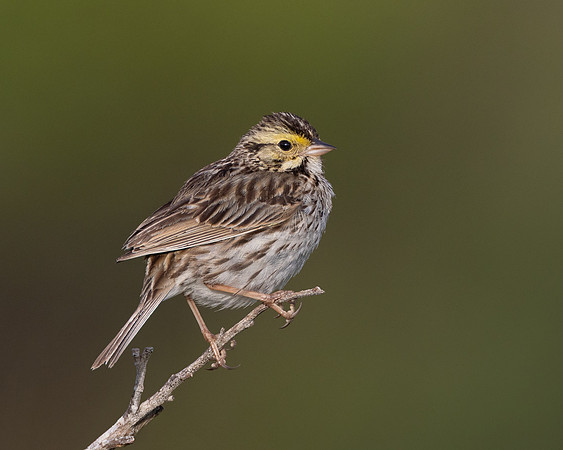 Savannah Sparrow