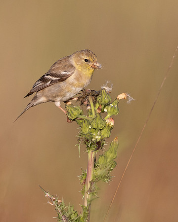 American Goldfinch (female)