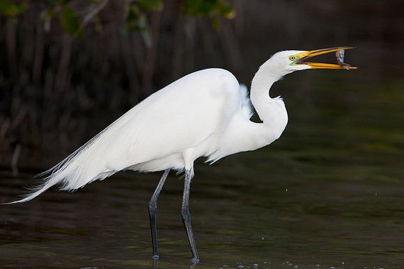 Great Egret, with flounder