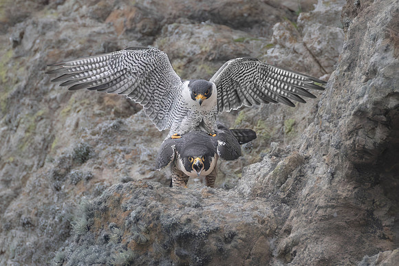 Peregrine Falcons, mating