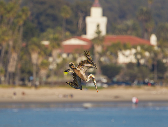 Brown Pelican, diving