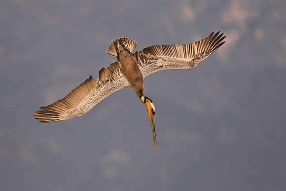 Brown Pelican, diving