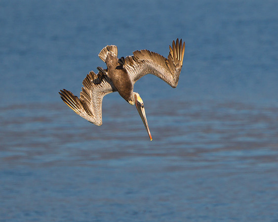 Brown Pelican, diving
