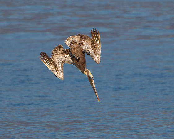 Brown Pelican, diving