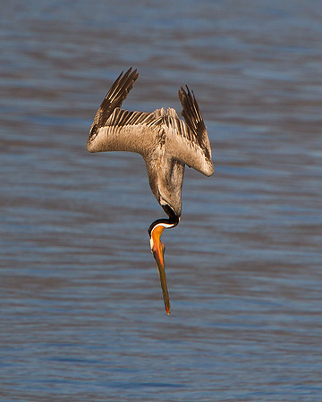Brown Pelican, diving