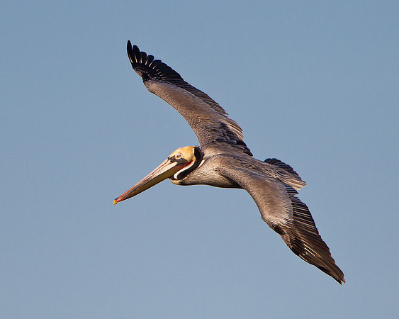 Brown Pelican