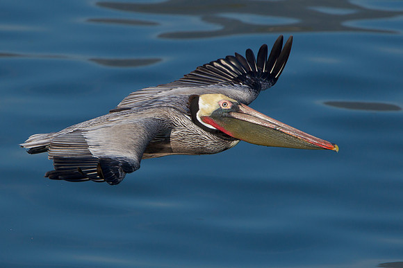 Brown Pelican