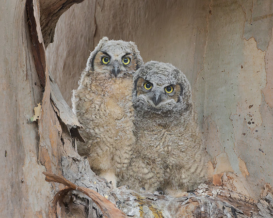 Great Horned Owl nestlings
