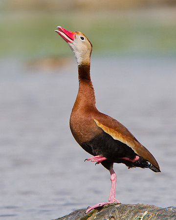 Black-bellied Whistling-Duck, calling