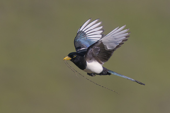 Yellow-billed Magpie