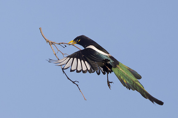 Yellow-billed Magpie