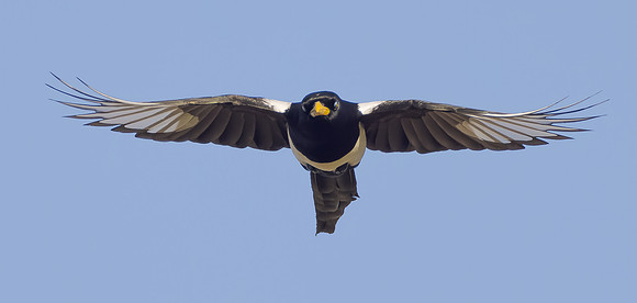 Yellow-billed Magpie